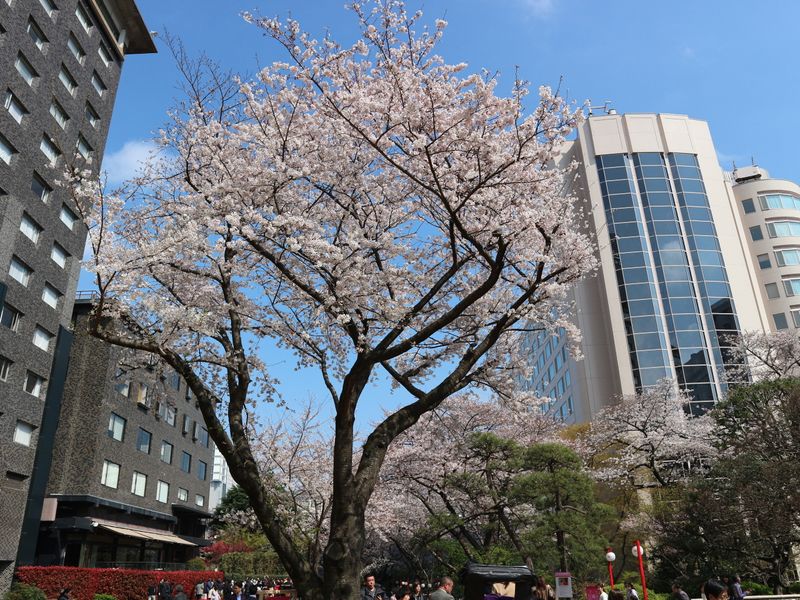 Morning at market, cherry blossom in town photo