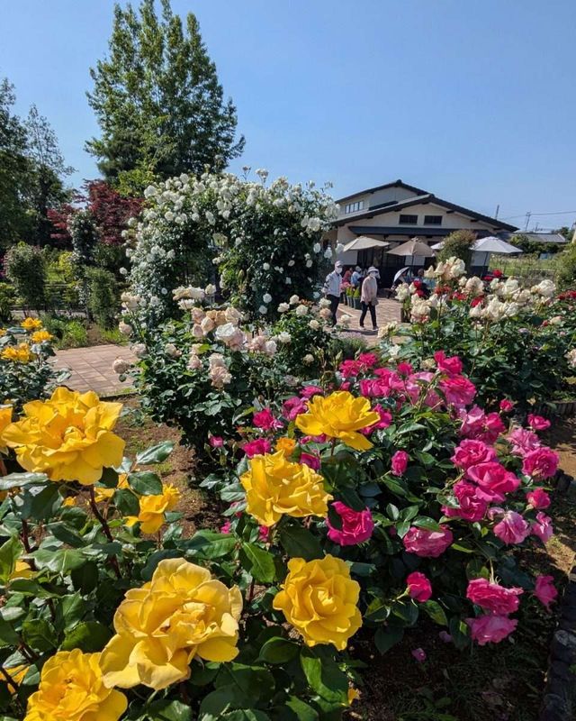 Autumn rose festival in Konosu photo