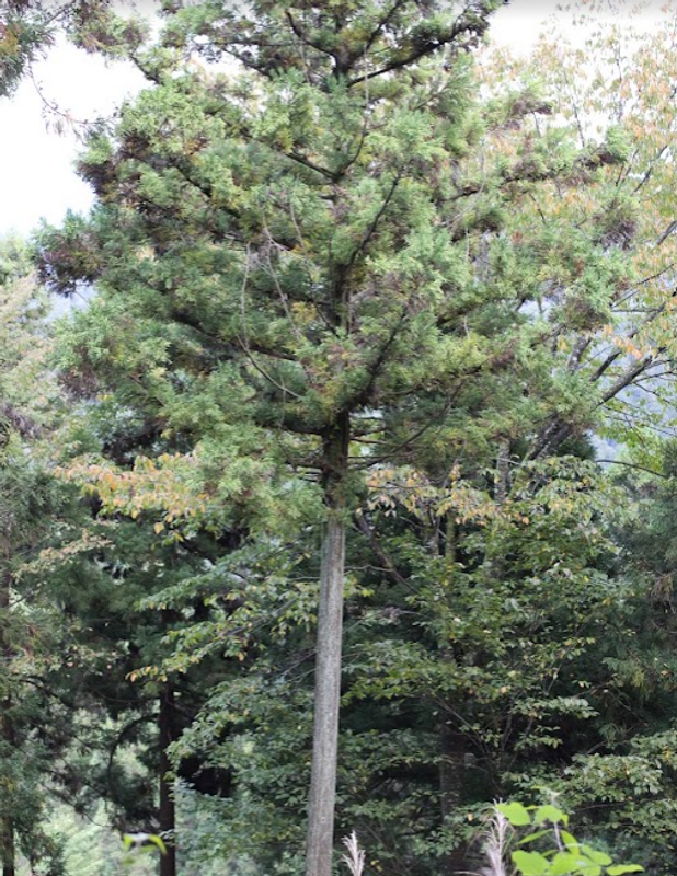 Southern Yellow Pine Day in Japan photo