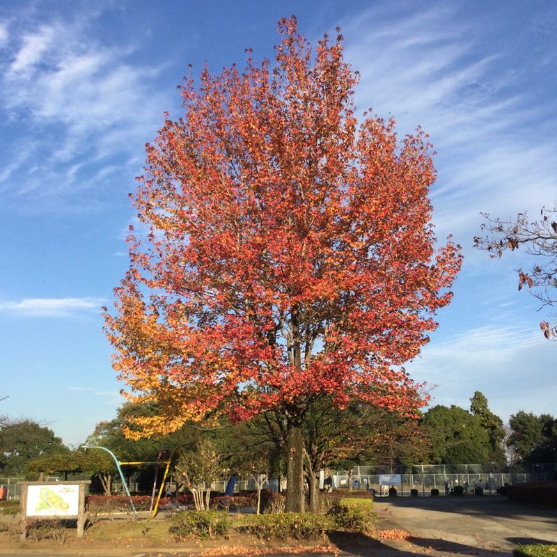 Shimizu Park Autumn Splendour [SPOT REPORT] photo