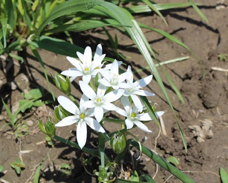Star-of-Bethlehem, a birthday flower of February 27th photo