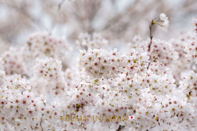 The Somei Yoshino Blossom photo