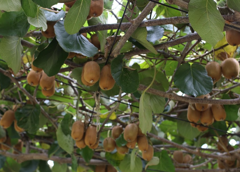 September 1st: Kiwi Day in Japan photo