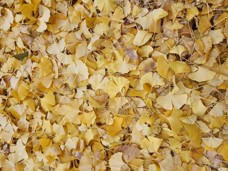 Looks like we're in for a truncated autumn photo