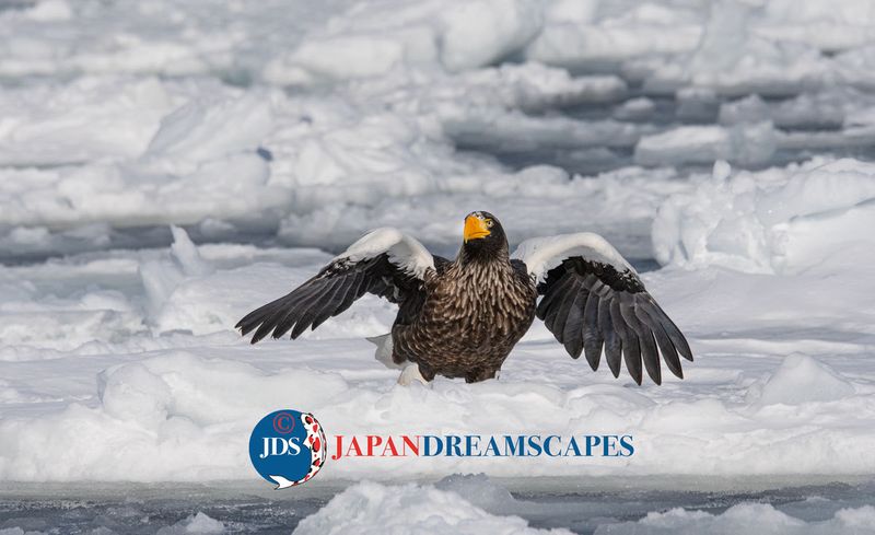 Hokkaido Birding in Winter photo