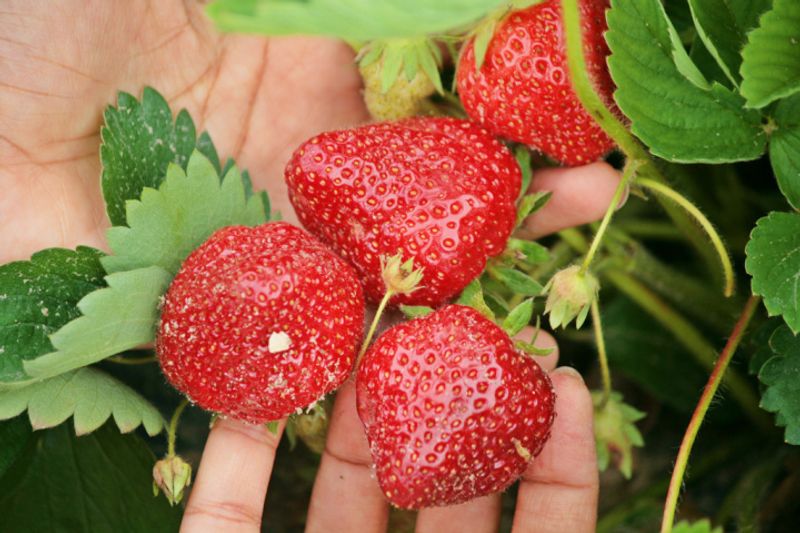 Strawberry Picking | Kanagawa photo