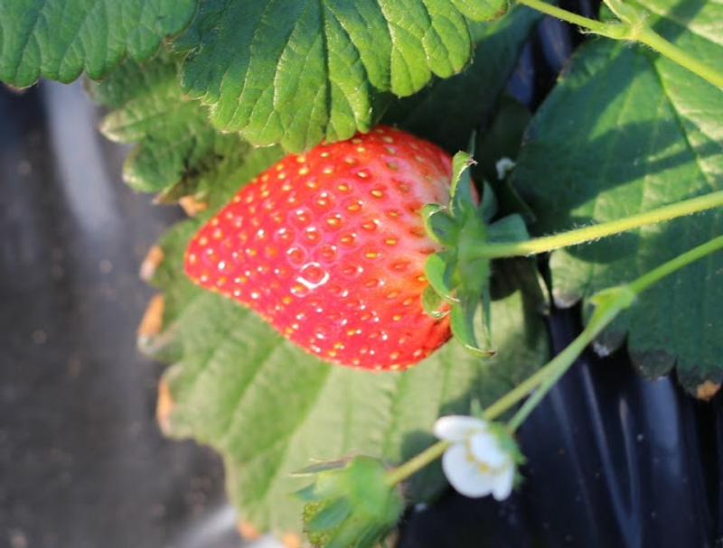 Japanese strawberries booming in New York photo