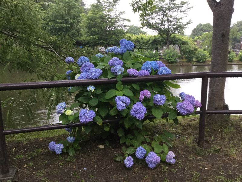 Blue tsuyu season photo