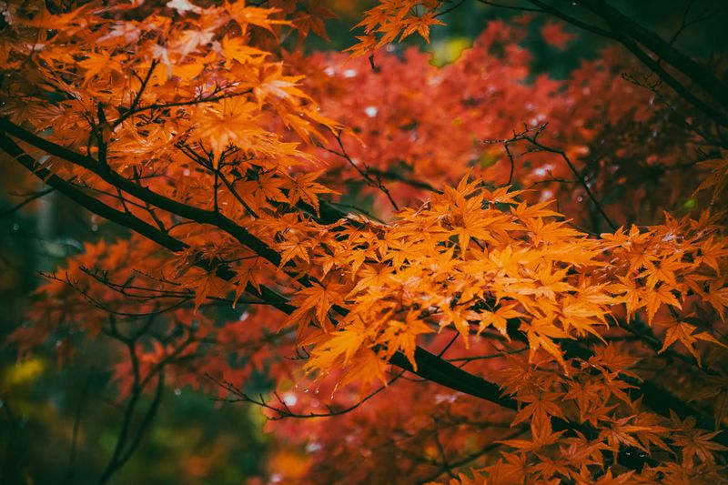 Welcome changes? Autumn in Japan [EDITORIAL] photo