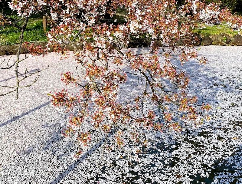 One of Niigata's Top Cherry Blossom Spots photo
