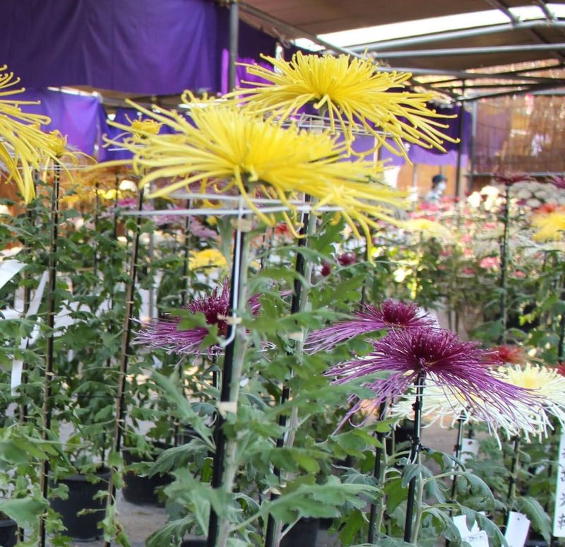 Chrysanthemum Festival at Meiji Jingu / shrine photo