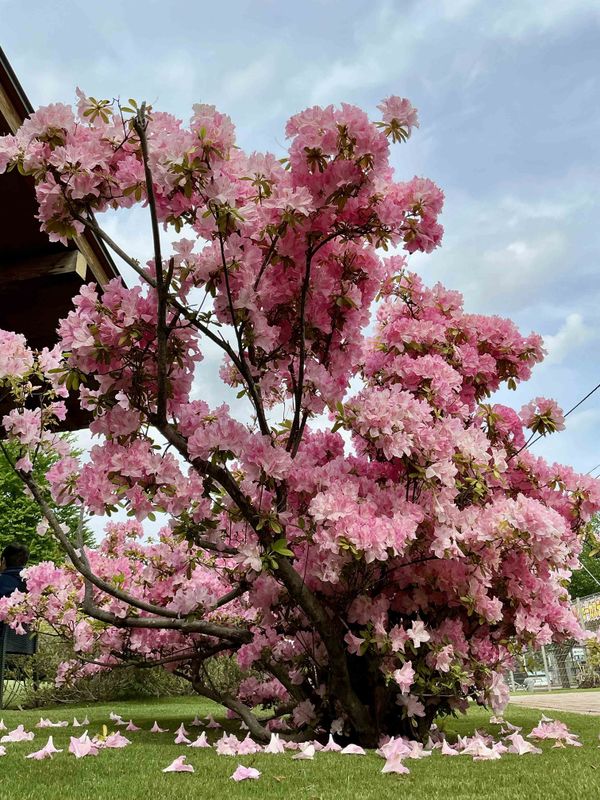 Shimizu Park Azalea Matsuri SPOT REPORT photo