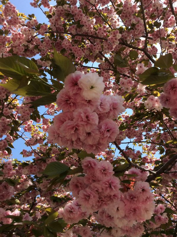 'Yaezakura', a birthday flower of April 11th photo