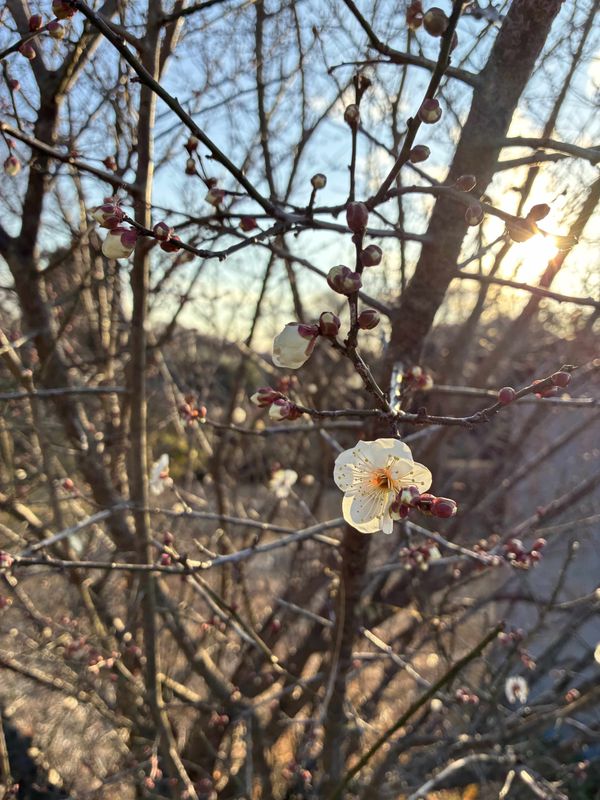 A few stray blossoms photo