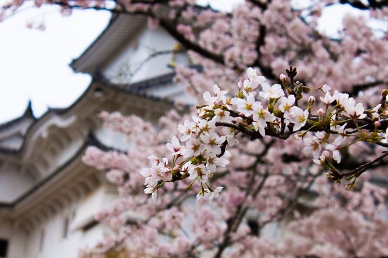Alternative hanami experiences in Japan: Events to look out for photo
