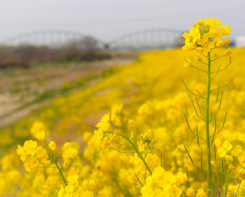 Canola, more than just a pretty flower in Japan photo