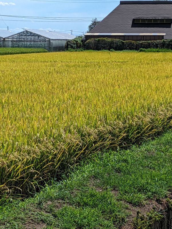 Rice Day; A Celebration of Japan's Staple Grain  photo