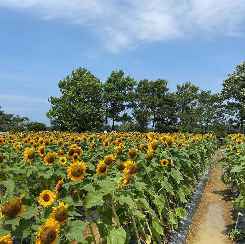 Money-related impacts of the hottest year on record photo