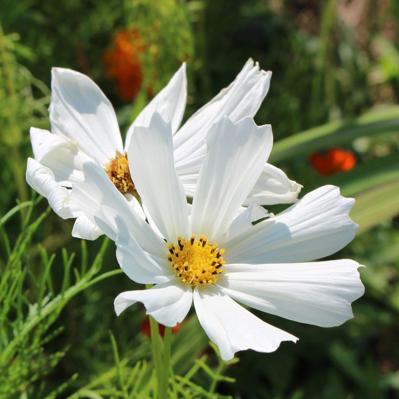 Is white cosmos your birthday flower? photo