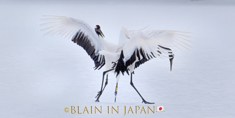 Mating Ritual of The Red-Crowned Cranes - Hokkaido, Japan photo