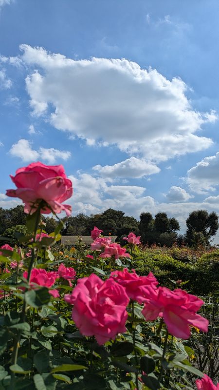 Fall flowers: autumn roses photo