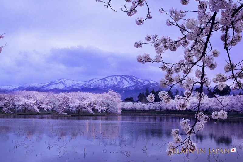 Shidarezakura - Weeping Cherry Blossoms photo