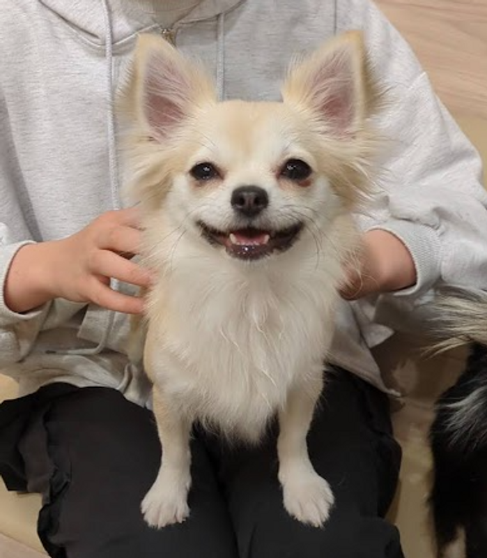 Chihuaha Appreciation Day photo