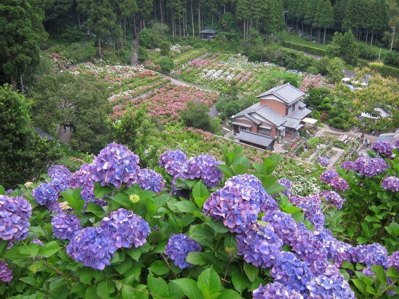 The Hattori Hydrangea Farm in Chiba photo