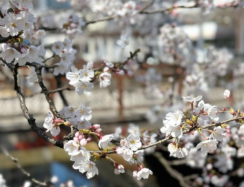 Sakura along the banks of Nagaoka's Kaki River [SPOT REPORT] photo