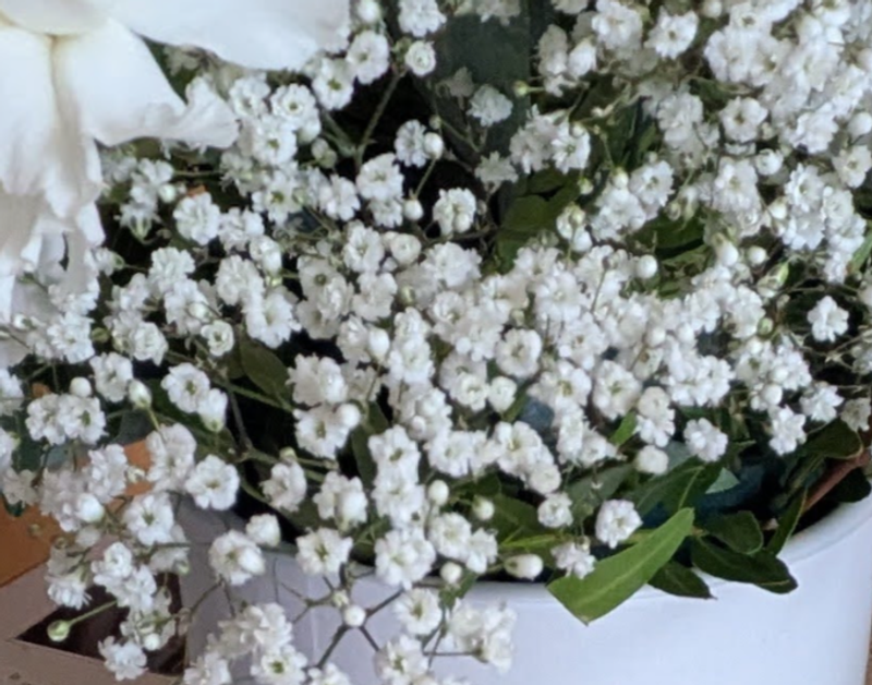 Showa's Baby Breath photo
