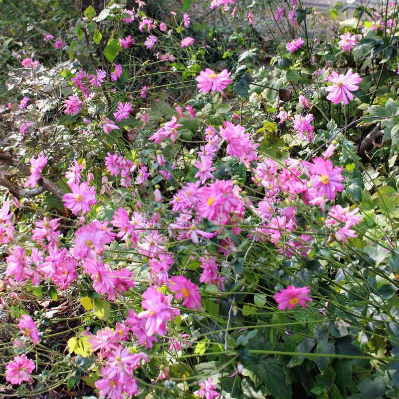 Flowers of September 30th photo