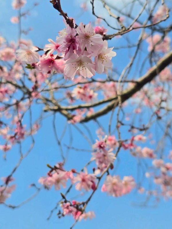 Clean air as a given? Not necessarily in Japan... photo