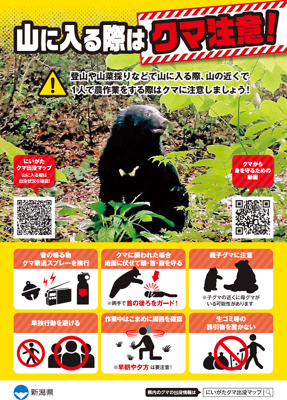 Bears are back, warnings issued by the prefecture photo