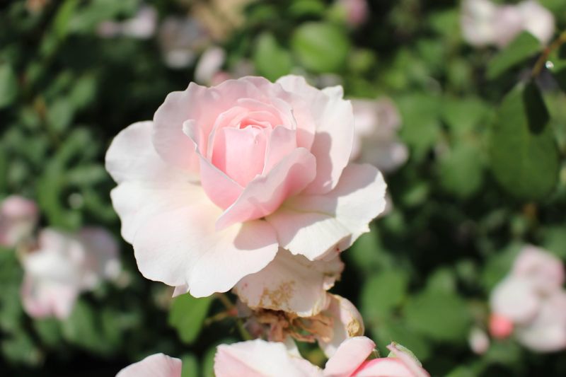 Stop and smell the roses at Yokohama Rose Week! photo