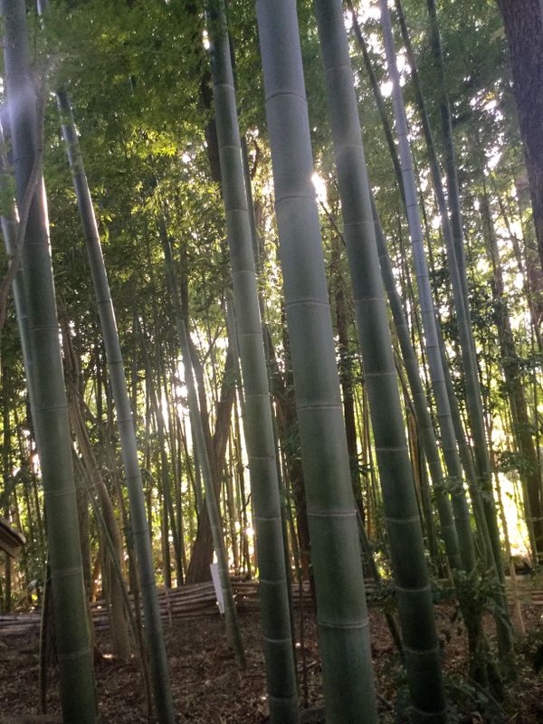 Kasukabe Hachiman autumn mini pilgrimage photo