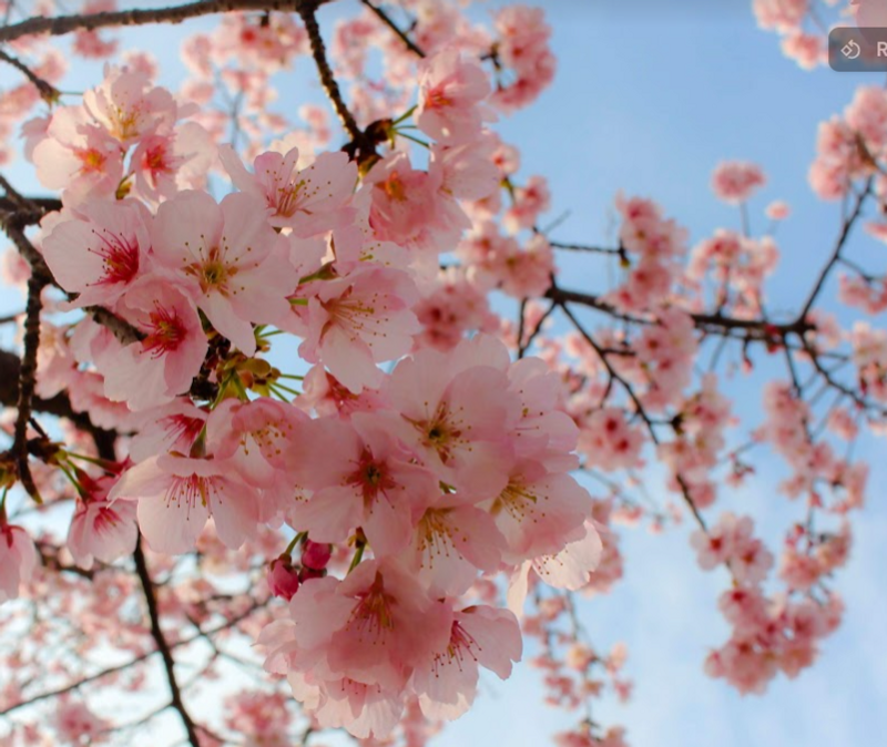 The Matsuda Cherry Blossom Festival in 2026 photo