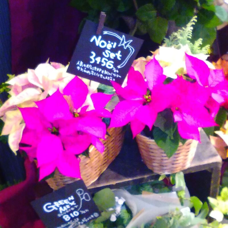 Is Poinsettia your birthday flower? photo