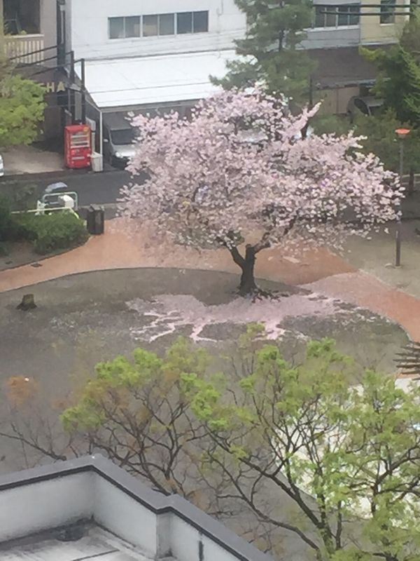 This is Not a Drill - Hanami Is Upon Us photo