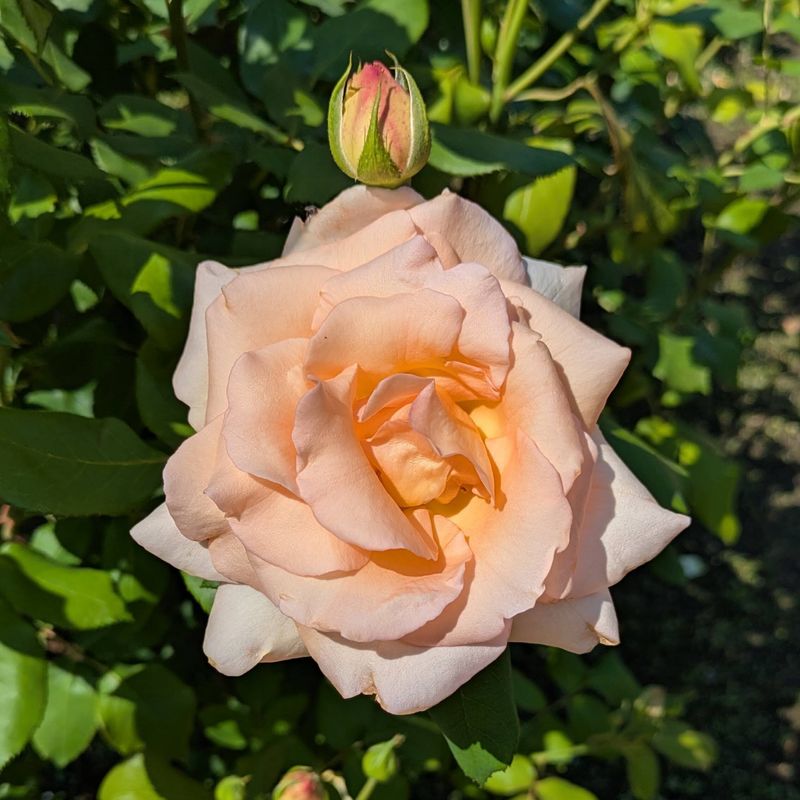 Ikuta Ryokuchi Park Autumn Rose Garden, Kawasaki City photo