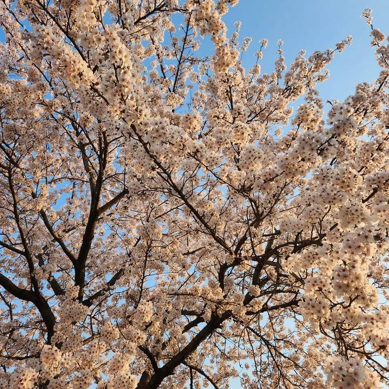 Resources for finding spring break ideas photo
