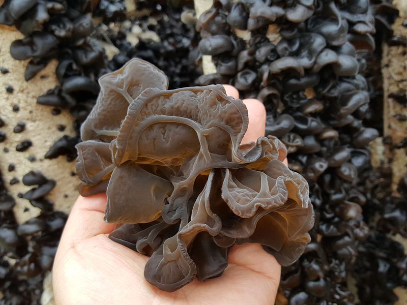 Wood ear mushrooms, delicious stir fry  photo