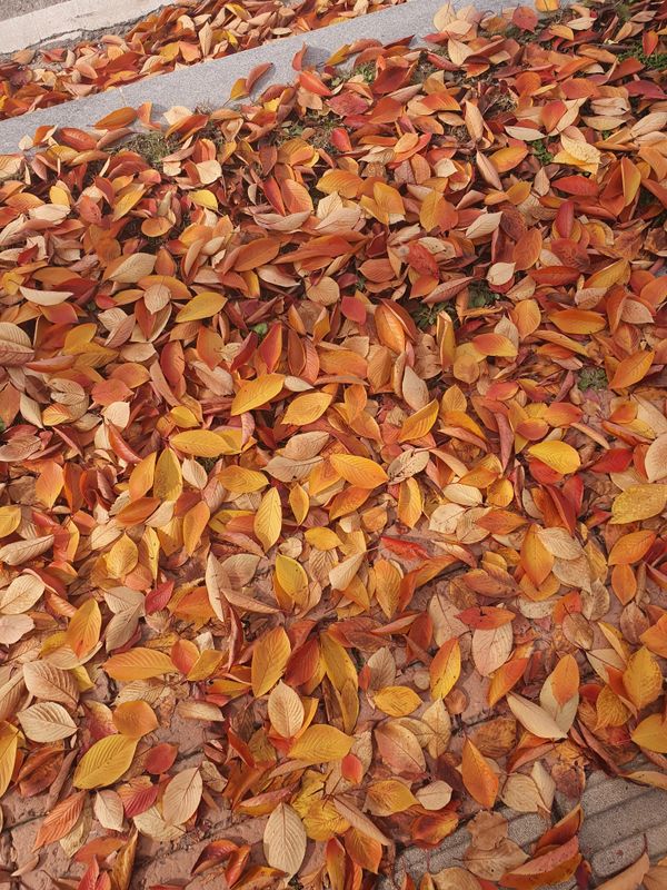 Autumn in Niigata Prefecture photo