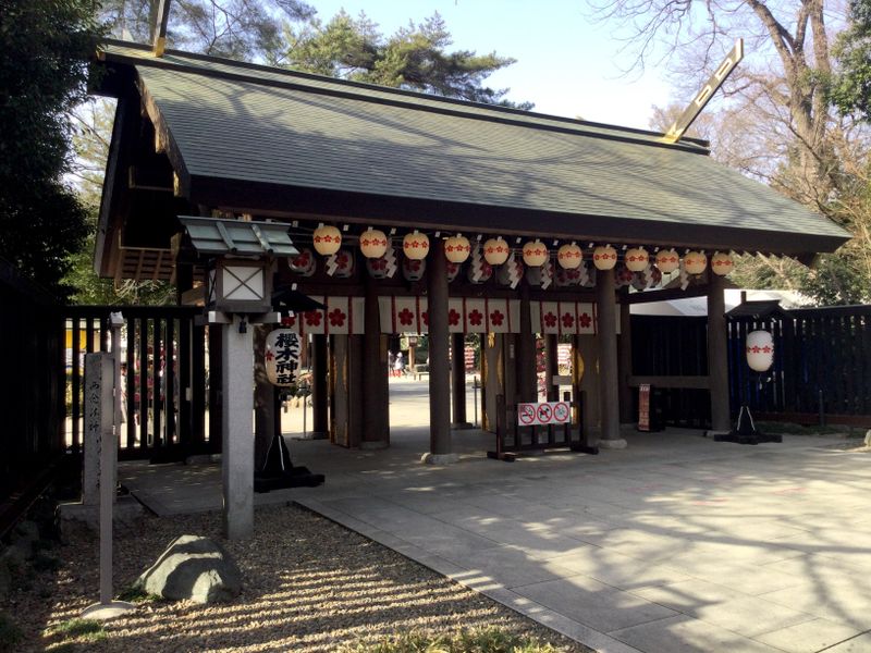 Best cherry blossom spots: Sakuragi Shrine photo