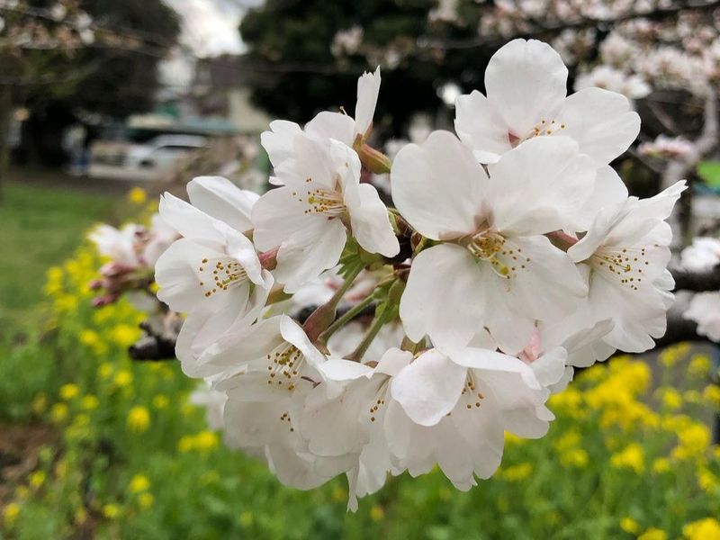 A stunning springtime park in Tokyo's western suburbs [SPOT REPORT] photo
