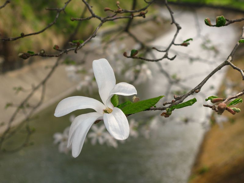 Magnificent Magnolias photo