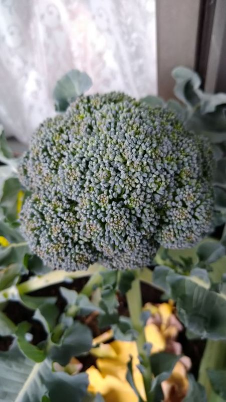 How to Harvest Balcony Vegetables in Japan photo