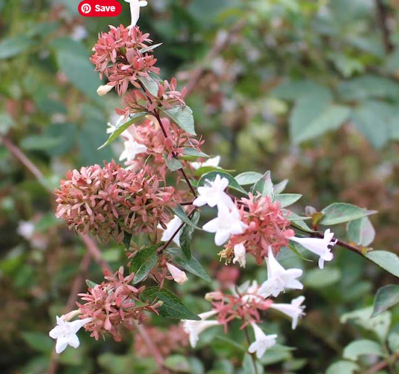 Glossy Abelia, a birthday flower of July 7th photo