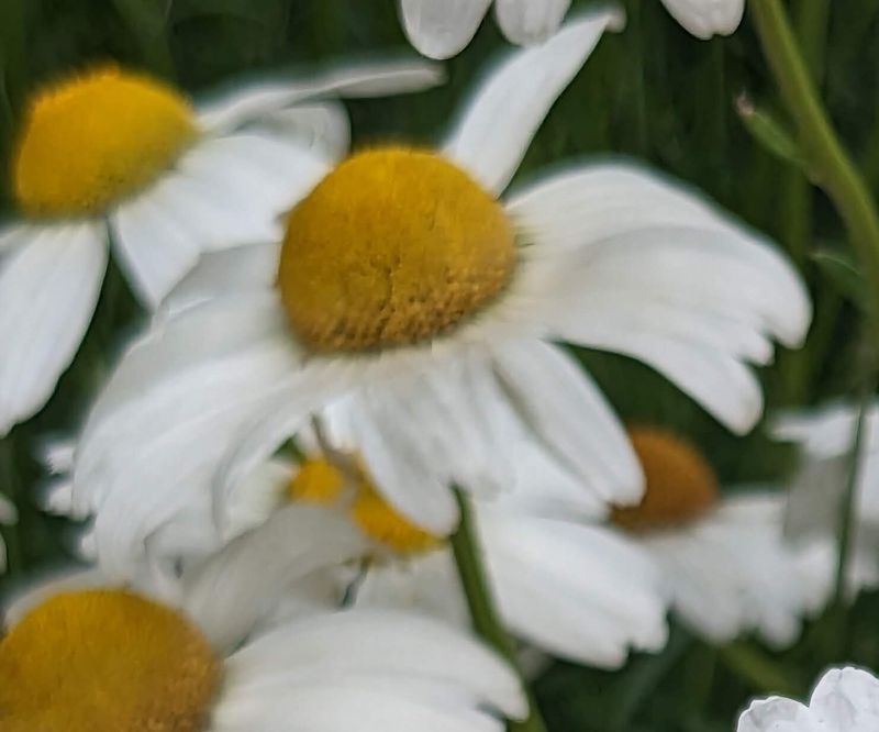 Is Chamomile your birthday flower? photo