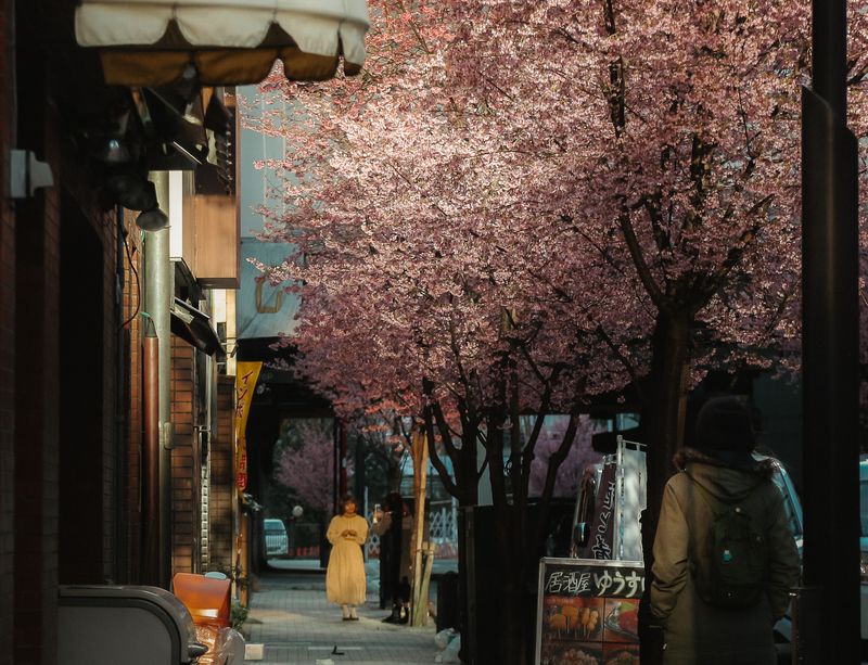 Cherry blossom season coming to a close in Kanto: Images of Japan photo
