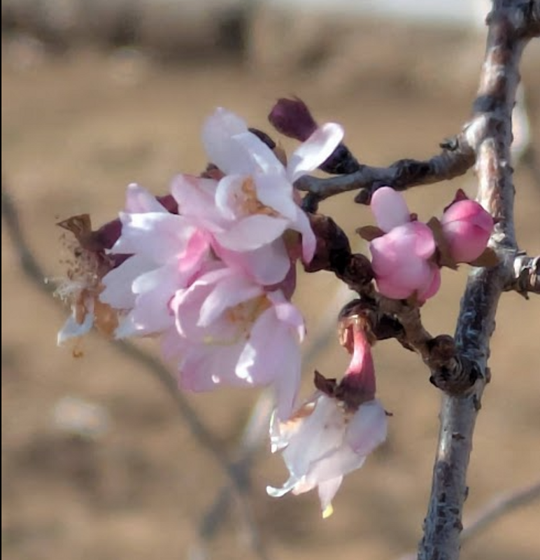 Winter cherry blossoms today photo